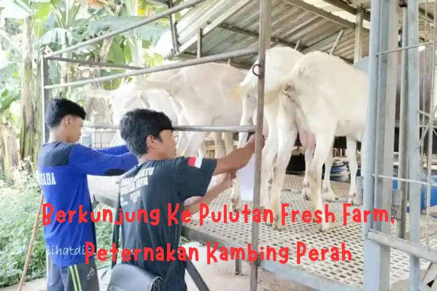 Berkunjung Ke Pulutan Fresh Farm, Peternakan Kambing Perah