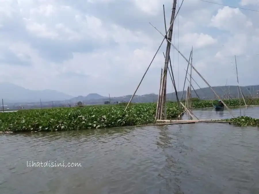 eceng gondok rawa pening