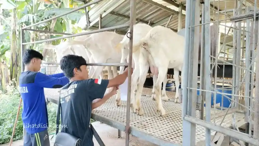 proses pemerahan susu kambing