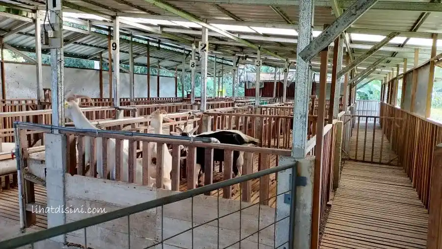 kandang kambing