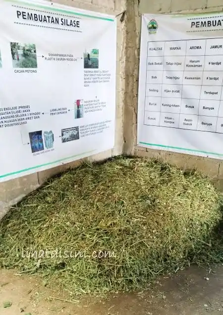 pakan ternak
