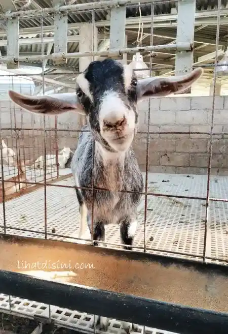 kambing pulutan fresh farm