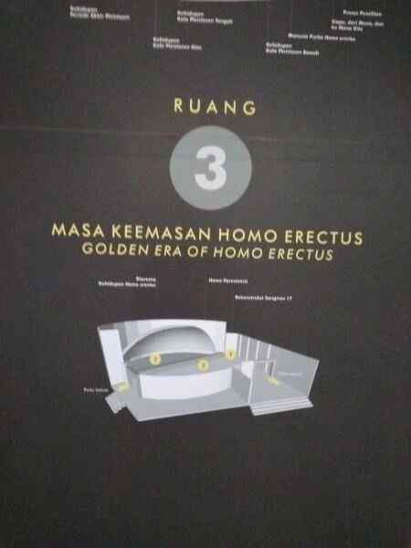 Golden Era of Homo Erectus