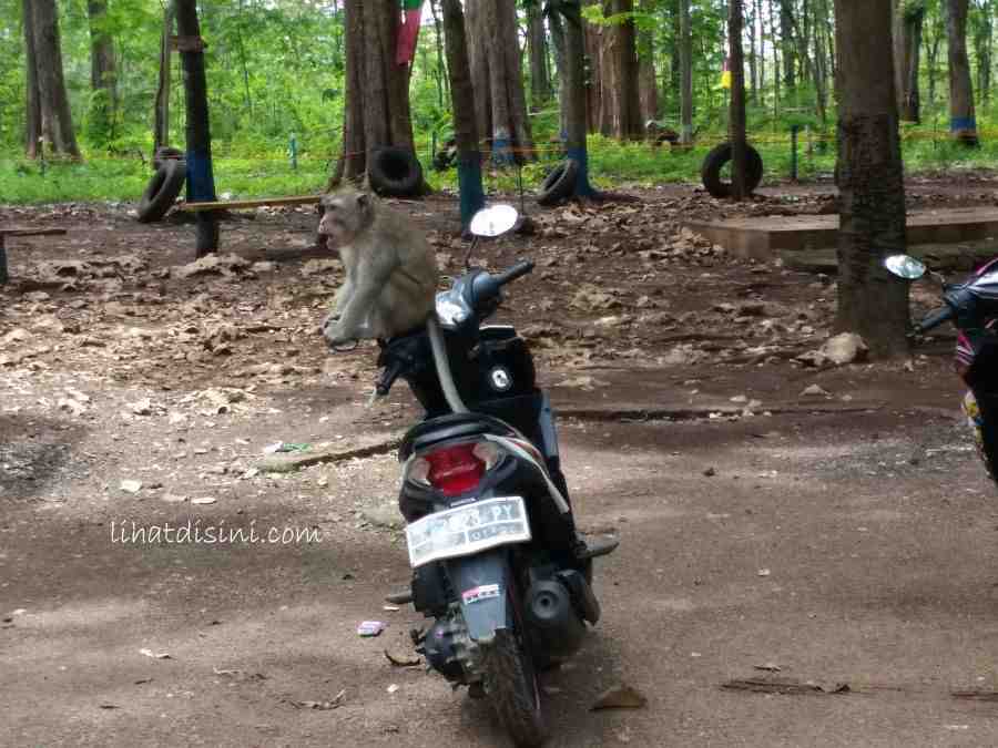 monyet di atas motor
