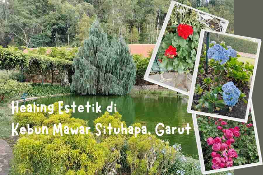 Healing Estetik di Kebun Mawar Situhapa, Garut