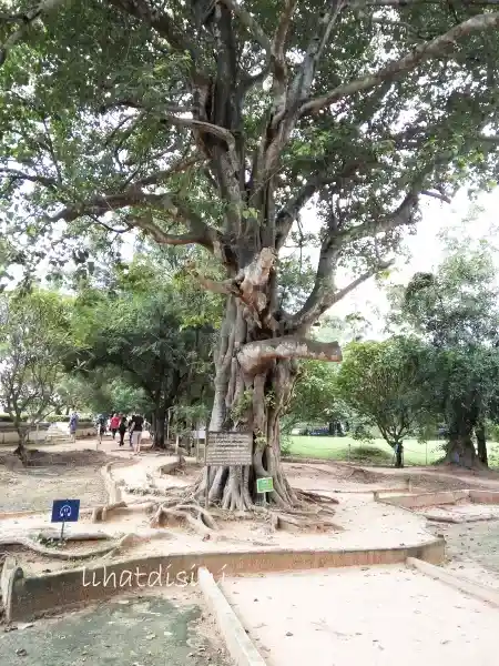 magic tree